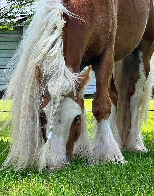 future-herd-sire-gypsy-vanner-horse