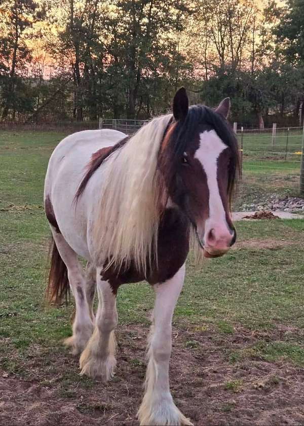 competitive-gypsy-vanner-horse