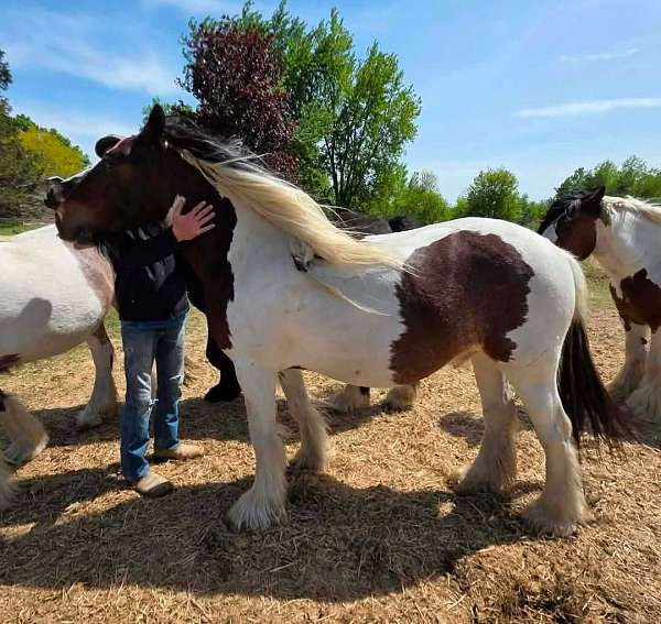niko-gypsy-vanner-horse