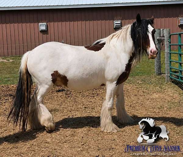 in-michigan-horse