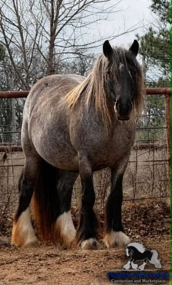 blue-roan-roan-gypsy-vanner-mare