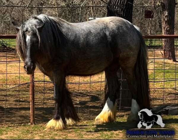 blue-roan-roan-gypsy-vanner-stallion