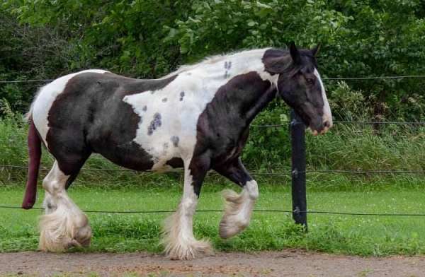 show-experience-gypsy-vanner-palomino-horse
