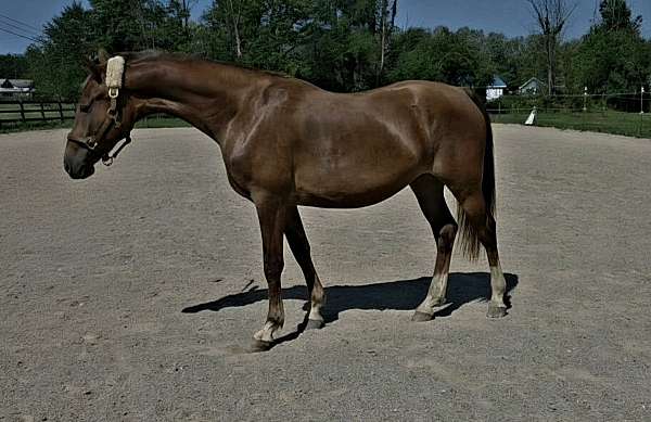 liver-chestnut-star-stripe-snip-3-stockings-silver-mane-tail-horse