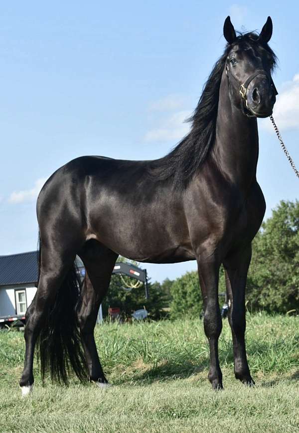 black-kmsha-rmha-stallion