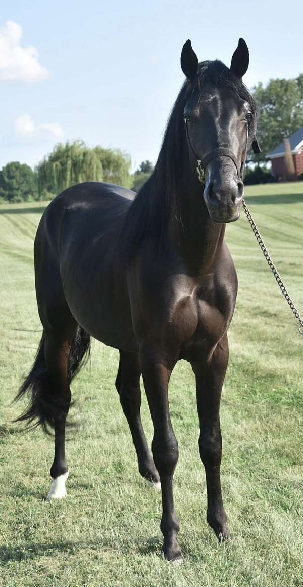 black-kmsha-rmha-gelding