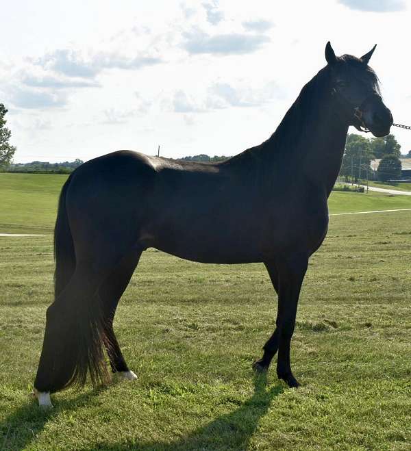 black-kmsha-rmha-colt