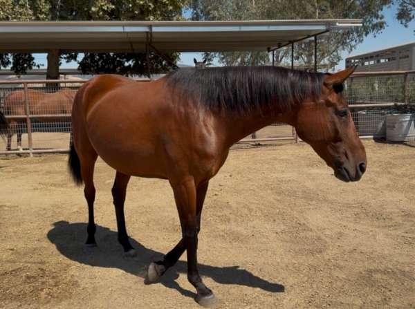 proven-producer-warmblood-horse