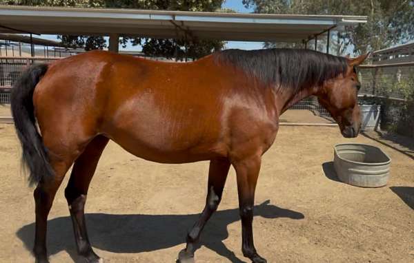 sport-prospect-warmblood-horse