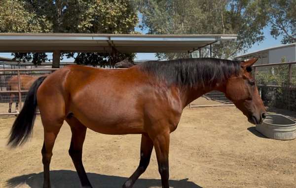 age-broodmare