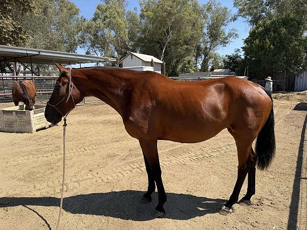 versatility-warmblood-horse