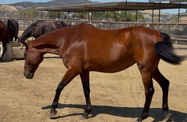 bloodlines-broodmare