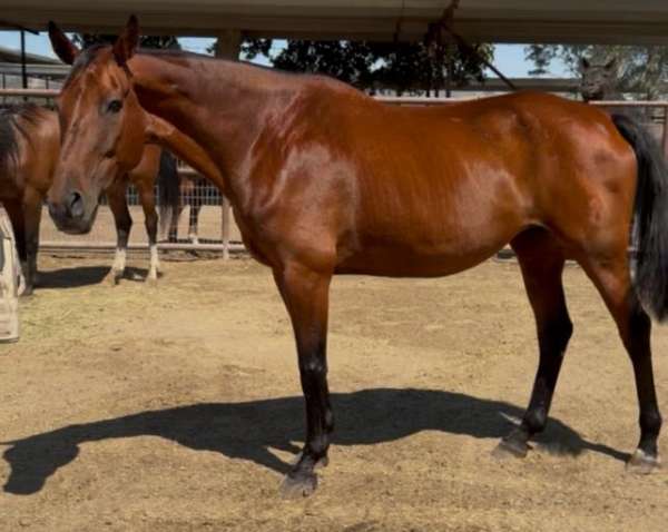 breeding-program-broodmare
