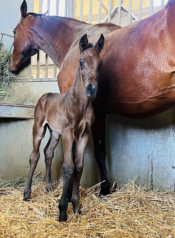 broodmare-prospect