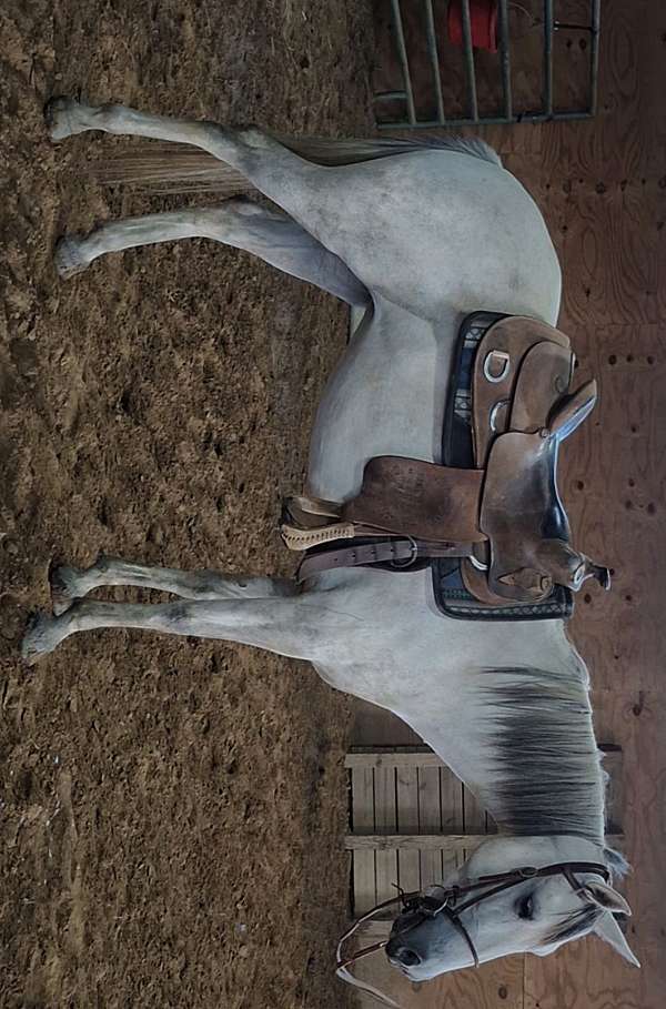 mustang-pony-for-sale