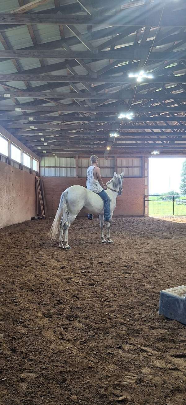 mustang-pony