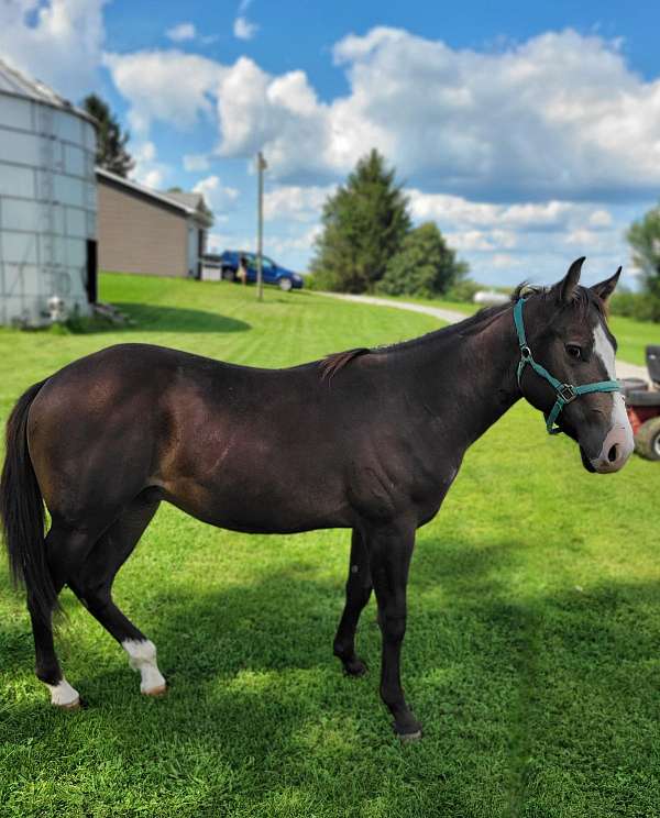 all-around-paint-horse