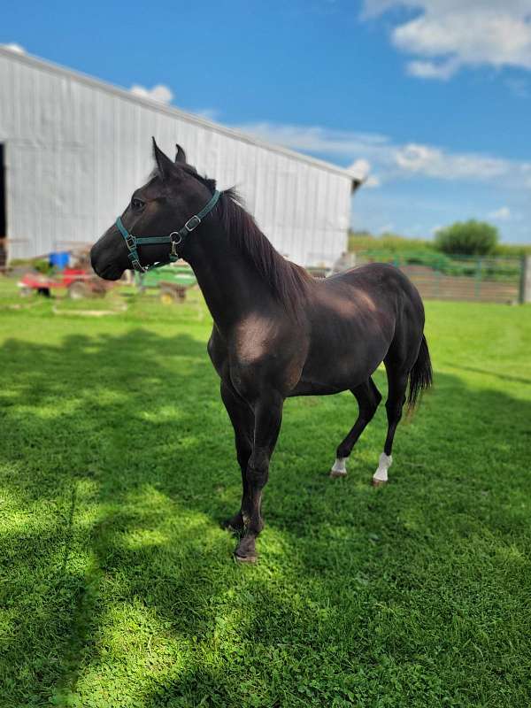 just-wormed-paint-horse