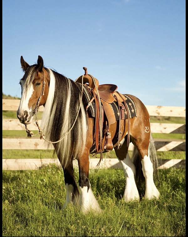 intermediate-gypsy-vanner-horse