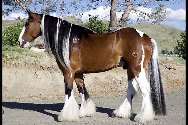 no-previous-injuries-gypsy-vanner-horse