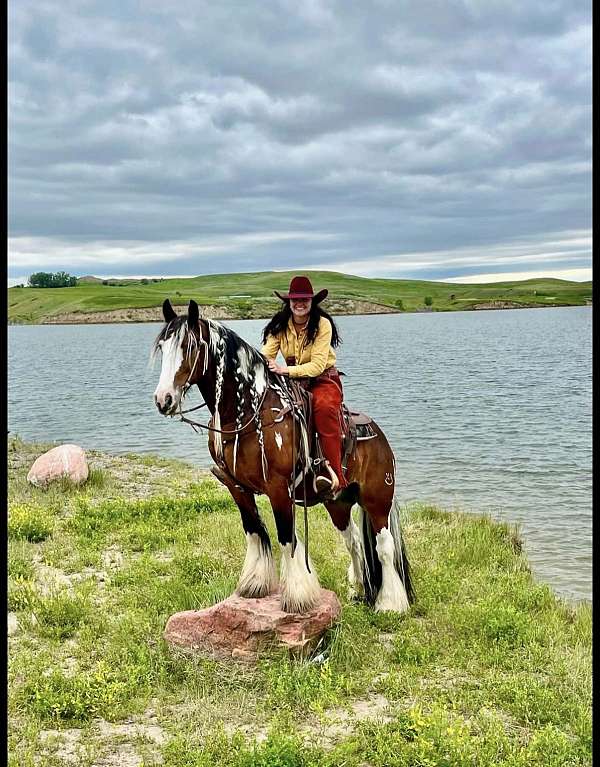 shod-gypsy-vanner-horse