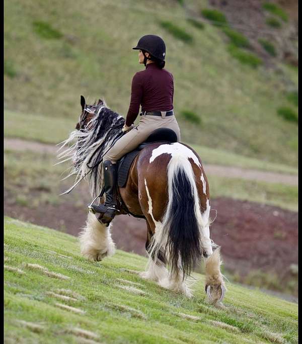 barbie-gelding