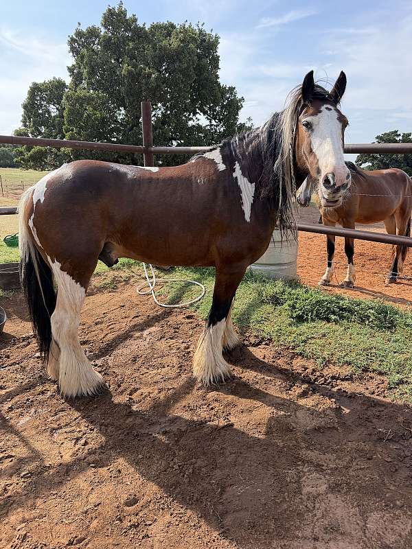 around-gypsy-vanner-horse
