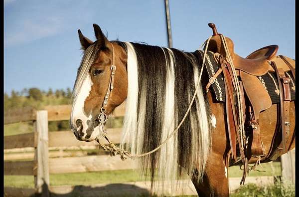attention-gypsy-vanner-horse