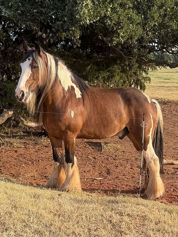 barbie-gypsy-vanner-horse
