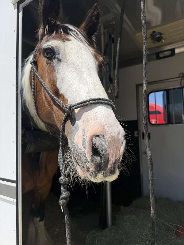 barefoot-gypsy-vanner-horse