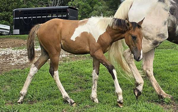 dun-bashkir-curly-filly