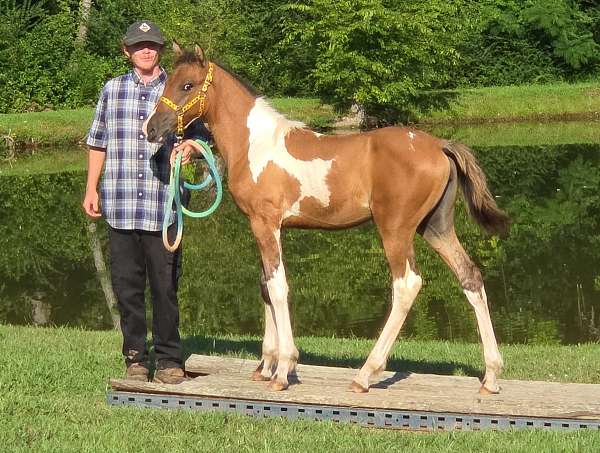dun-icho-filly