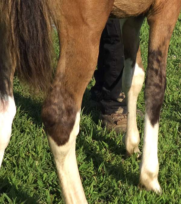dun-icho-horse