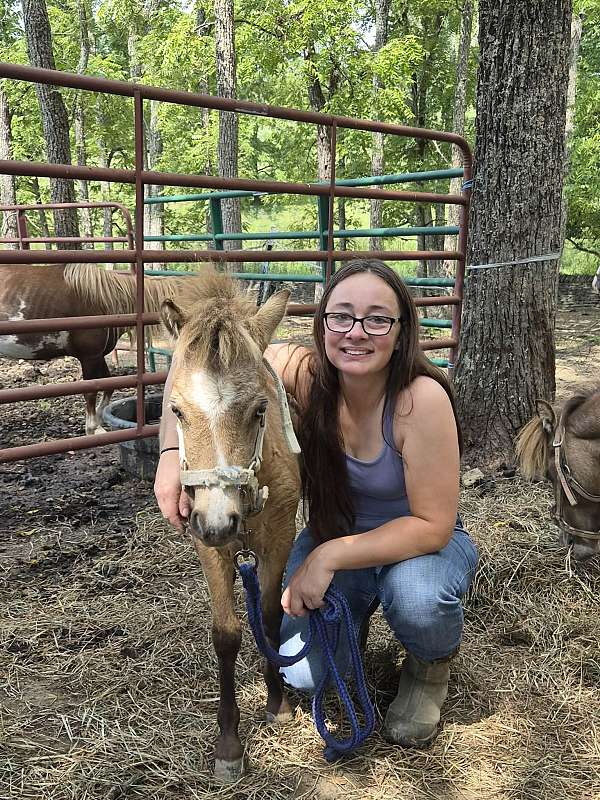 miniature-filly