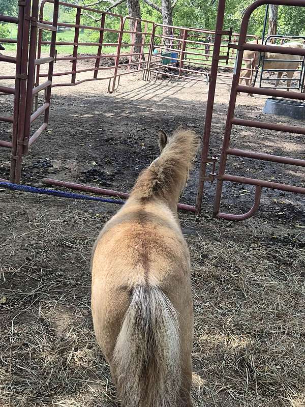 miniature-horse-for-sale