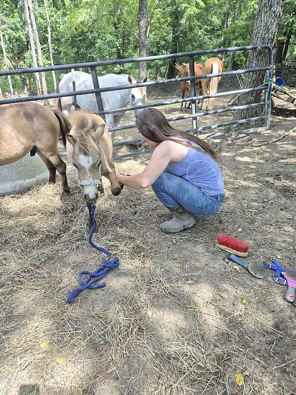 miniature-horse