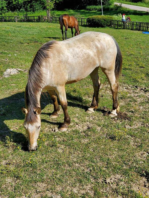 appaloosa-mare