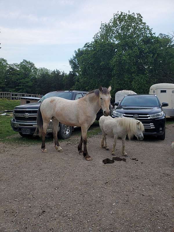 appaloosa-horse-for-sale