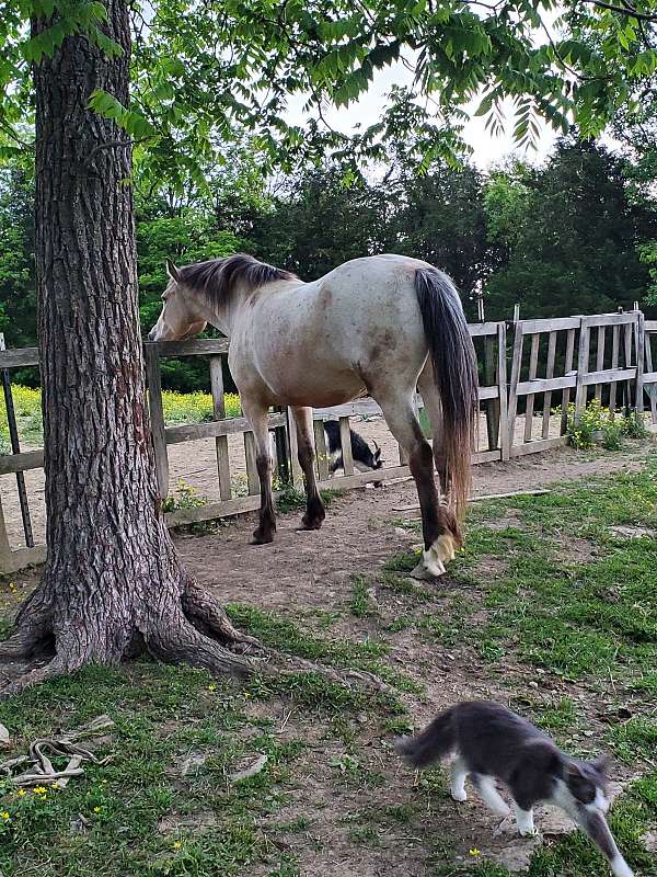 appaloosa-horse