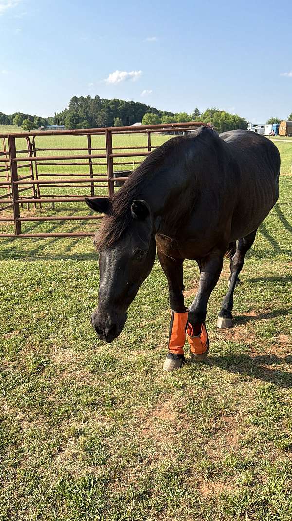 experienced-person-gelding