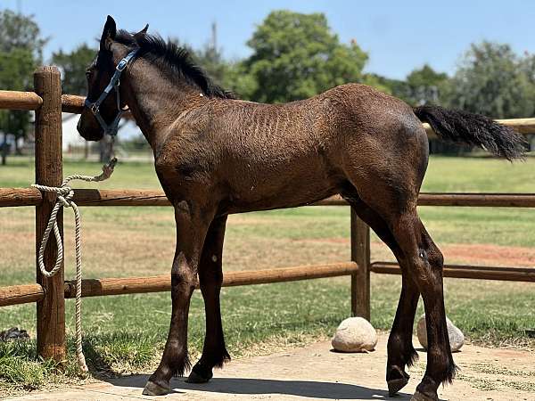 friesian-horse-for-sale
