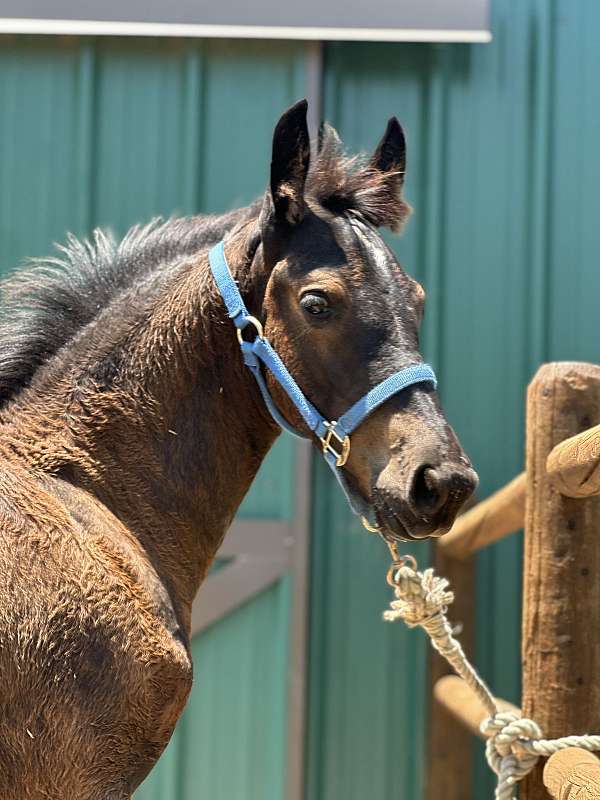 friesian-percheron-colt