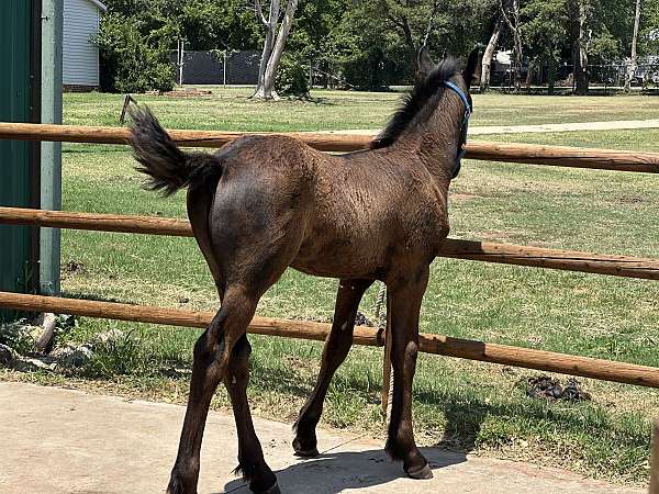 friesian-colt