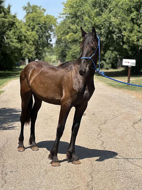 friesian-filly