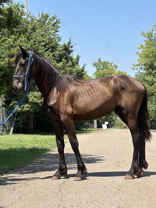 friesian-horse