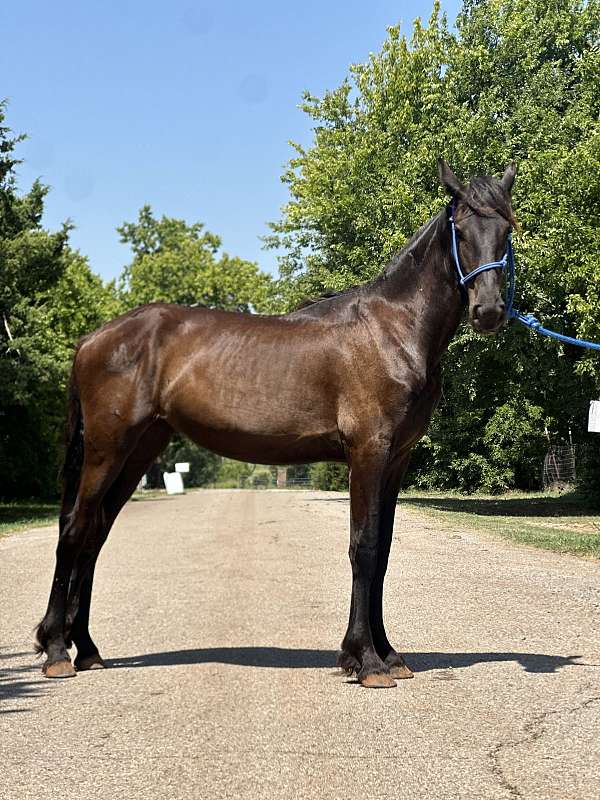 friesian-horse-for-sale