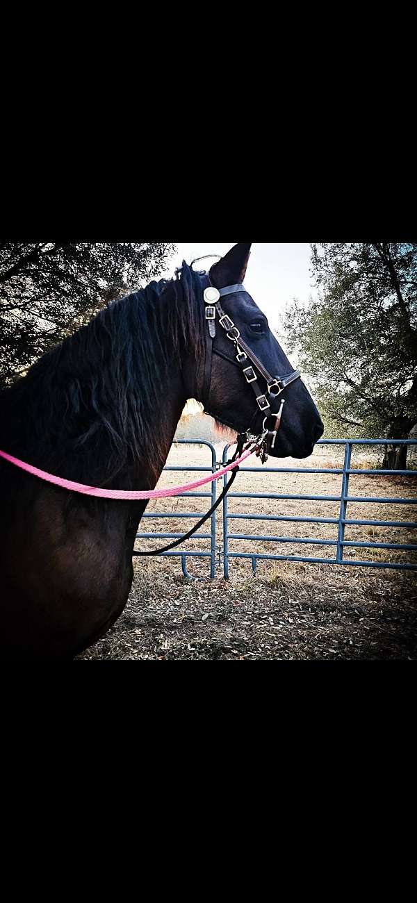 black-draft-flashy-horse