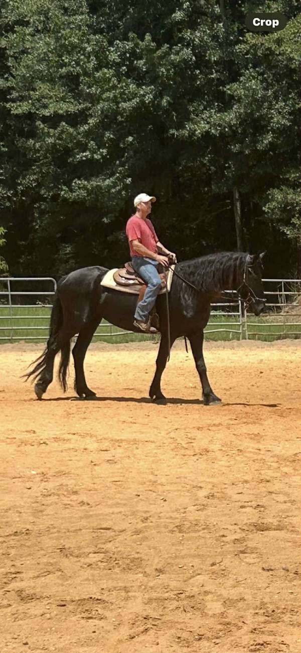 draft-flashy-friesian-horse