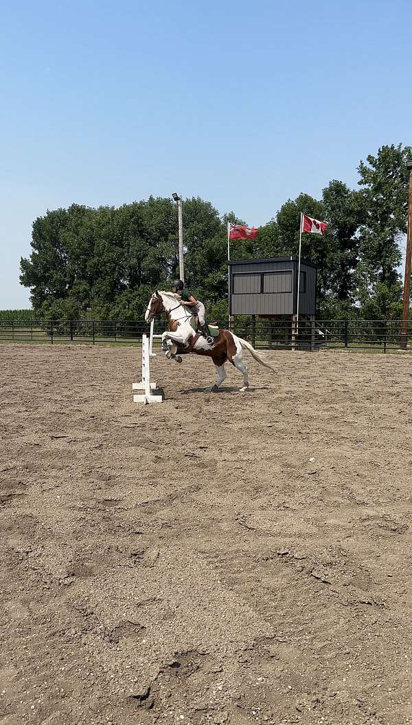 warmblood-horse