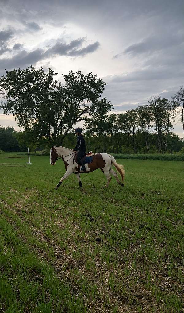 warmblood-horse-for-sale
